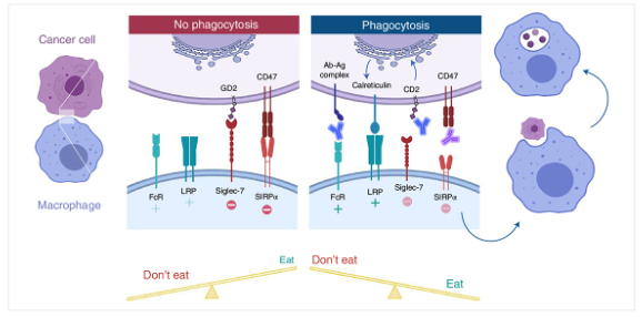 Anti-GD2-synergizes-with-CD47-blockade-to-mediate-tumor-eradication-picture