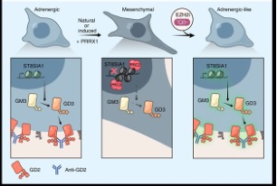 Transition-to-a-mesenchymal-state-in-neuroblastoma-confers-resistance-to-anti-GD2-antibody-via-reduced-expression-of-ST8SIA1-picture