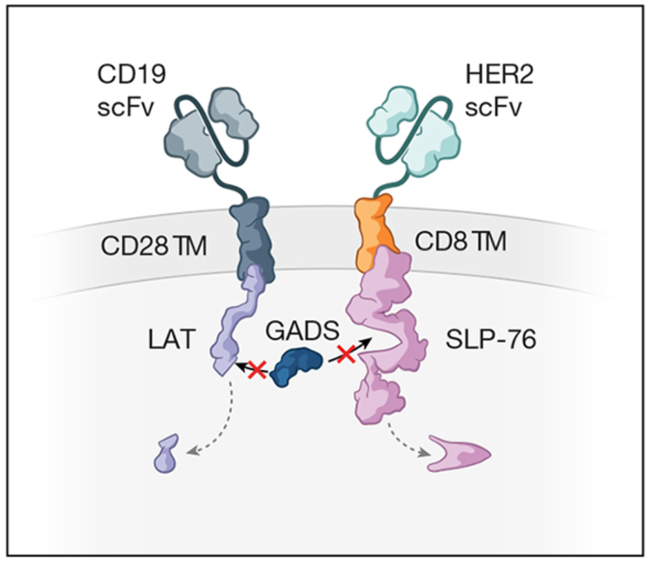 Co-opting-signalling-molecules-enables-logic-gated-control-of-CAR-T-cells-picture